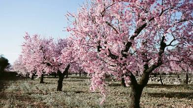 Almond Tree