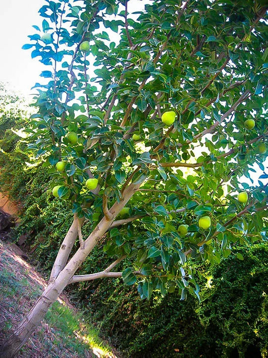 Pear