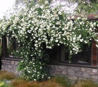 White Lady Banks Rose
