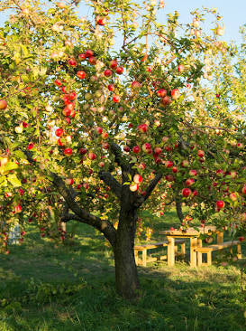 Gala Apple Tree