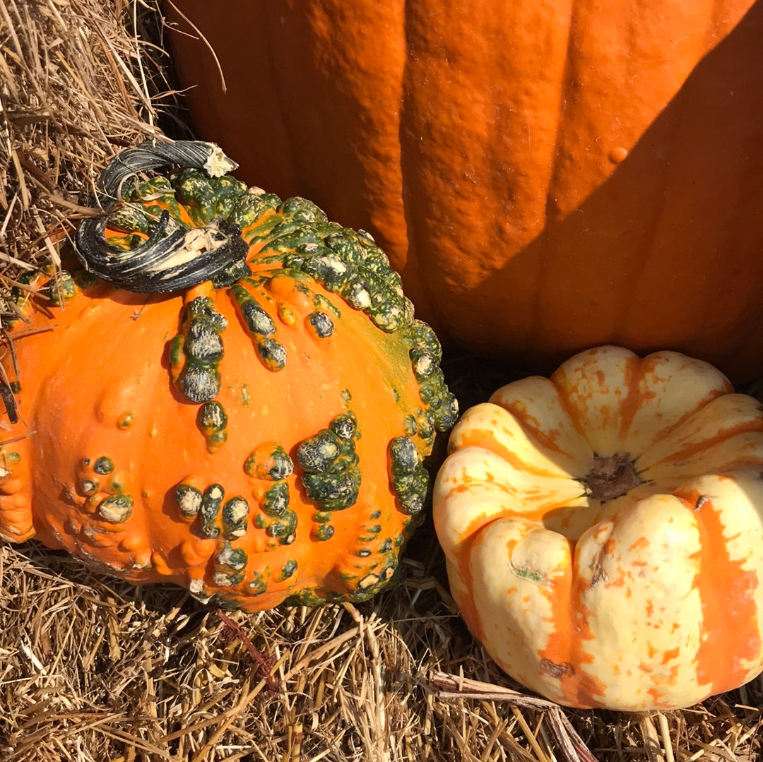 Mini Gourds