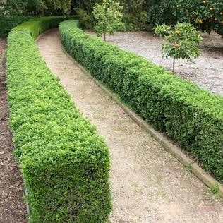 Boxwood
