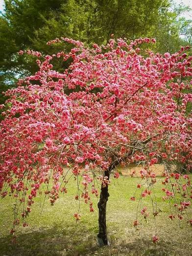 Crimson Cascade Weeping Peach Tree