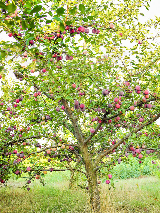 Plum tree