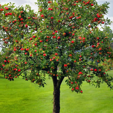 Red Delicious Apple