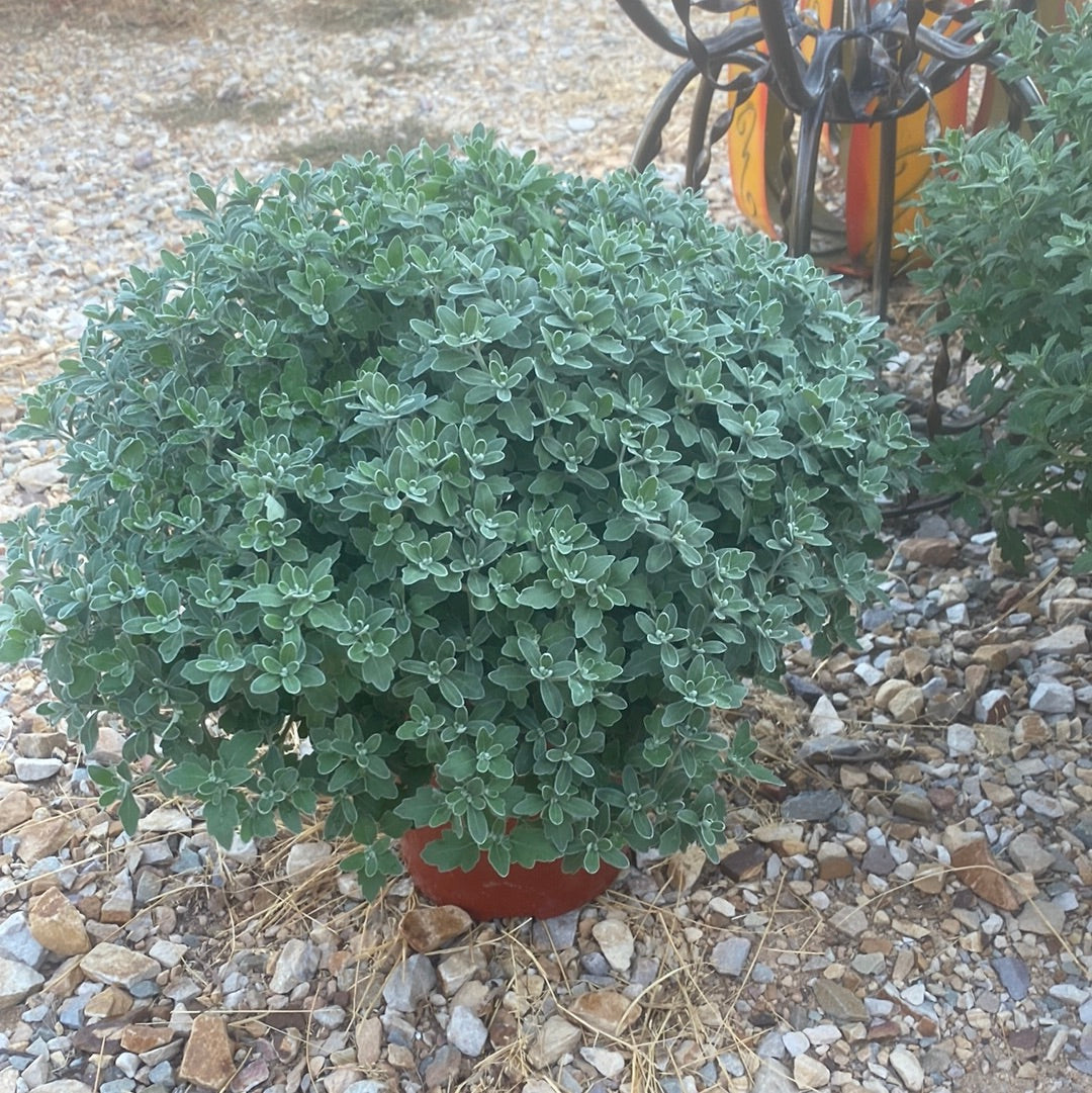 1 gallon mums