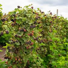 Blackberry bush thornless