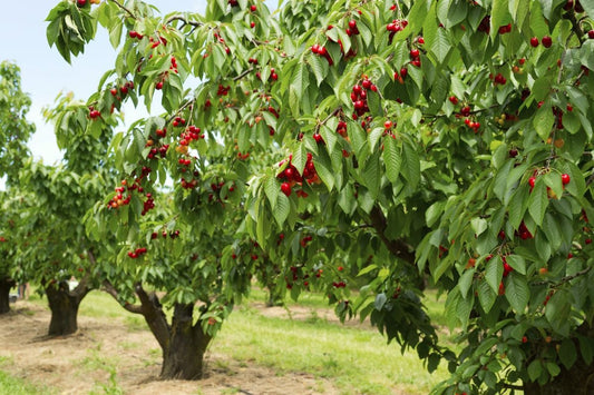 Cherry tree