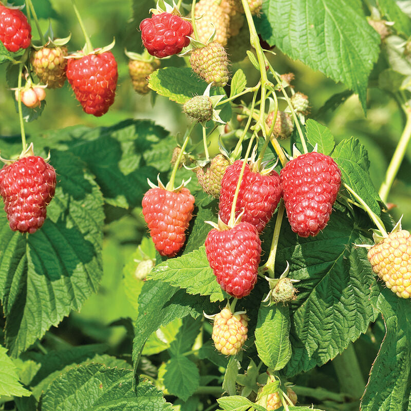 Raspberry
