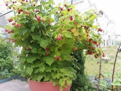 Raspberry