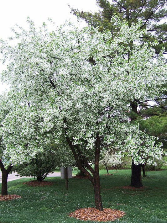 Fruiting Crabapple tree