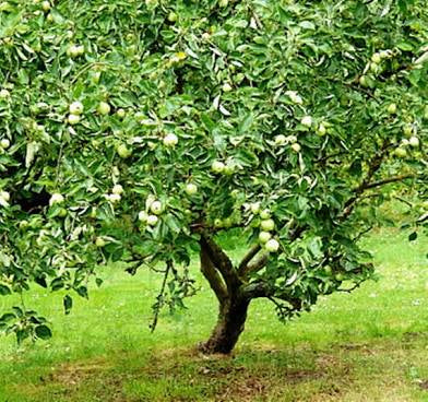 Granny Smith Apple