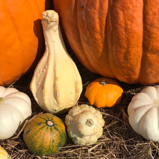 Mini Gourds