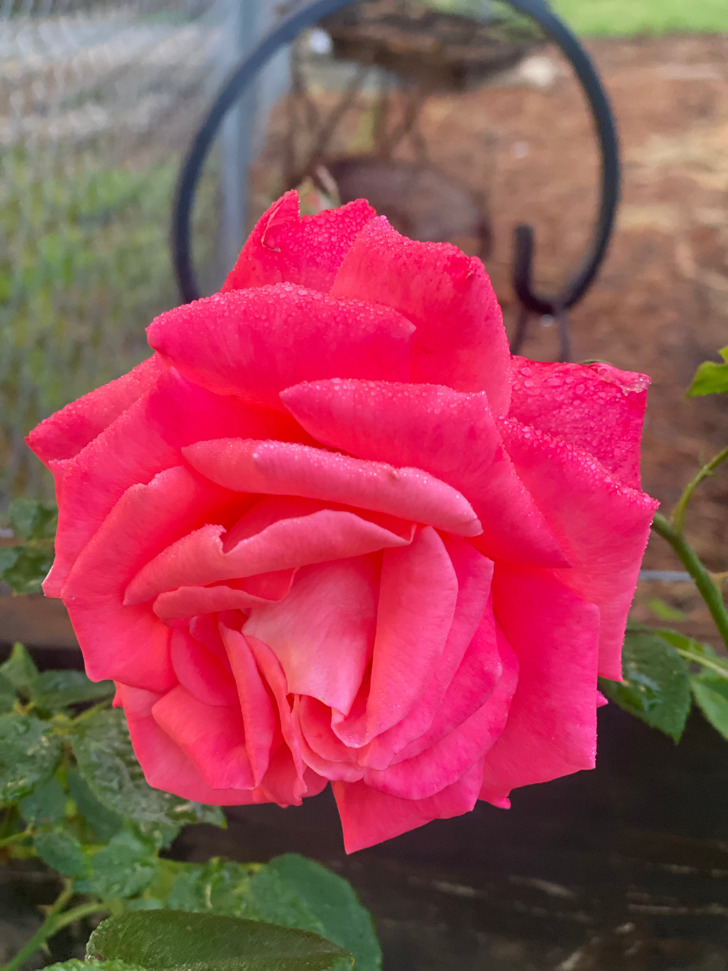KelleyFarmandBloom