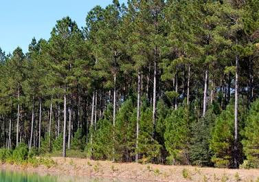 Loblolly pine
