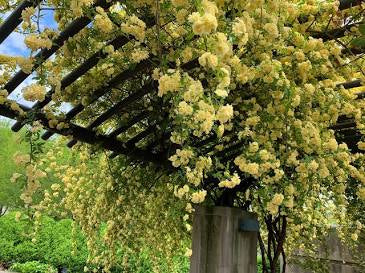 Yellow Bankston Rose