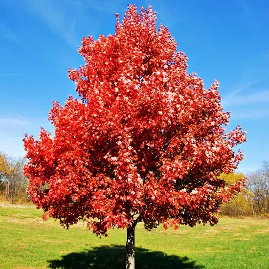 Brandywine maple