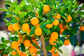 Citrus trees