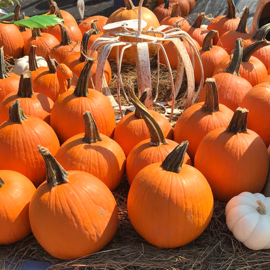 Mystic pie Pumpkin