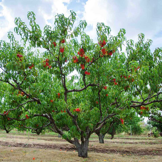 Peach Tree