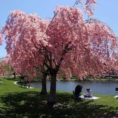 Double Weeping Cherry