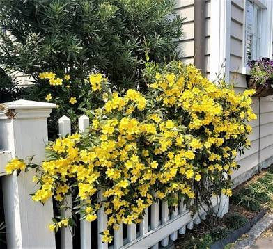 Jasmine