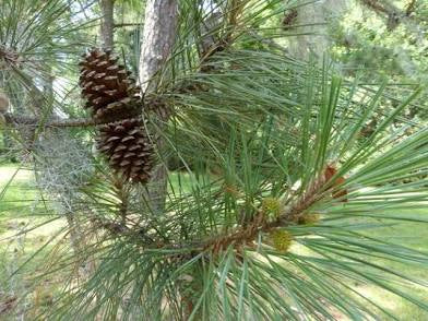Loblolly pine