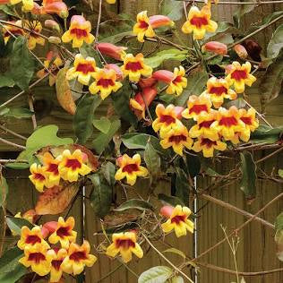 Crossvine