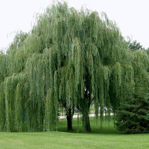 Weeping Willow