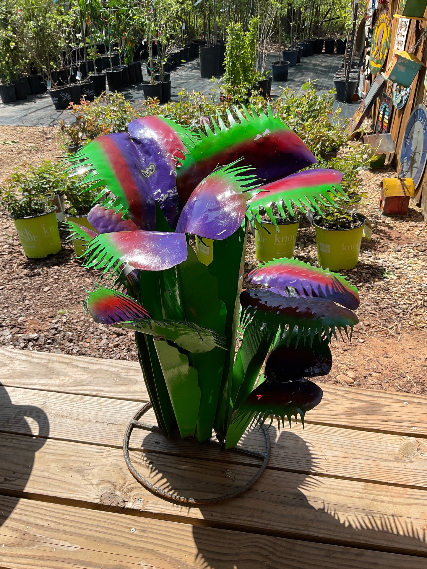 Venus cactus