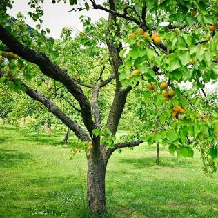 Apricot