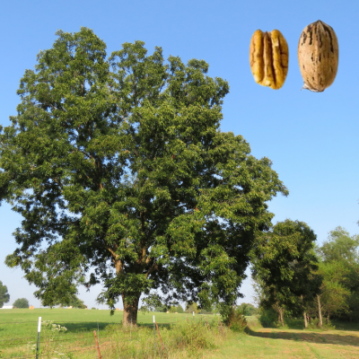 Pecan tree
