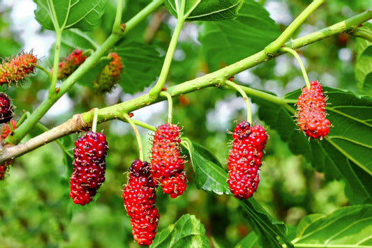 Mulberry Red Fruiting