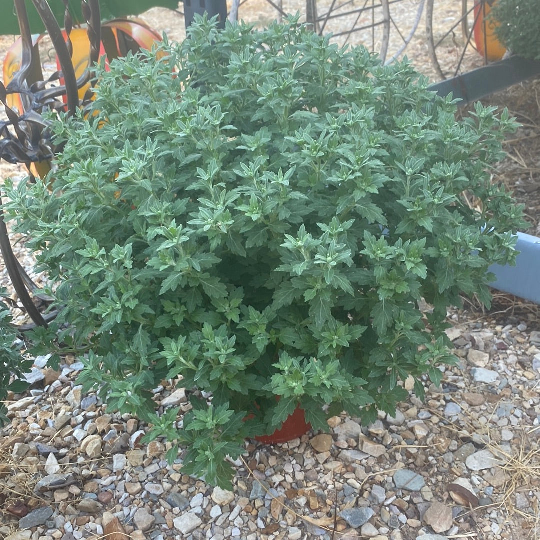 1 gallon mums