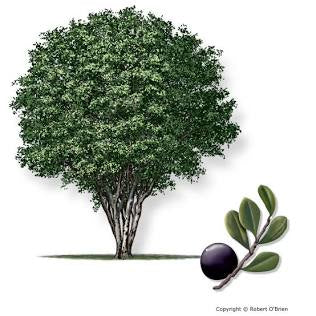 Persimmon tree