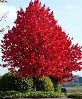 October Glory