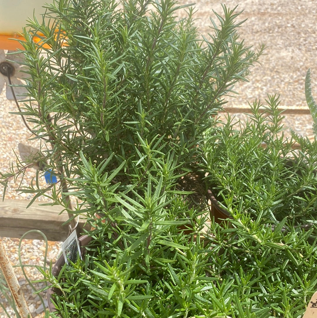Rosemary