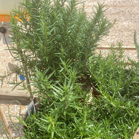 Rosemary