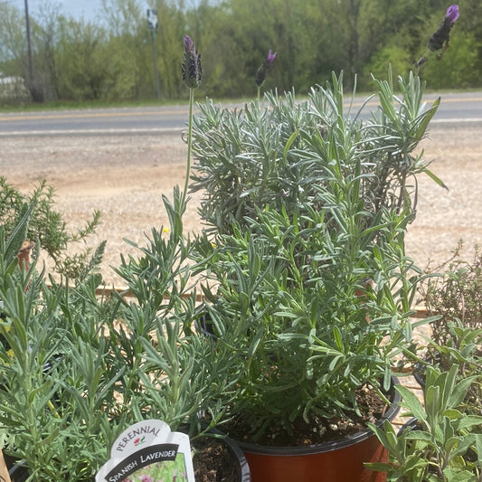 Lavender
