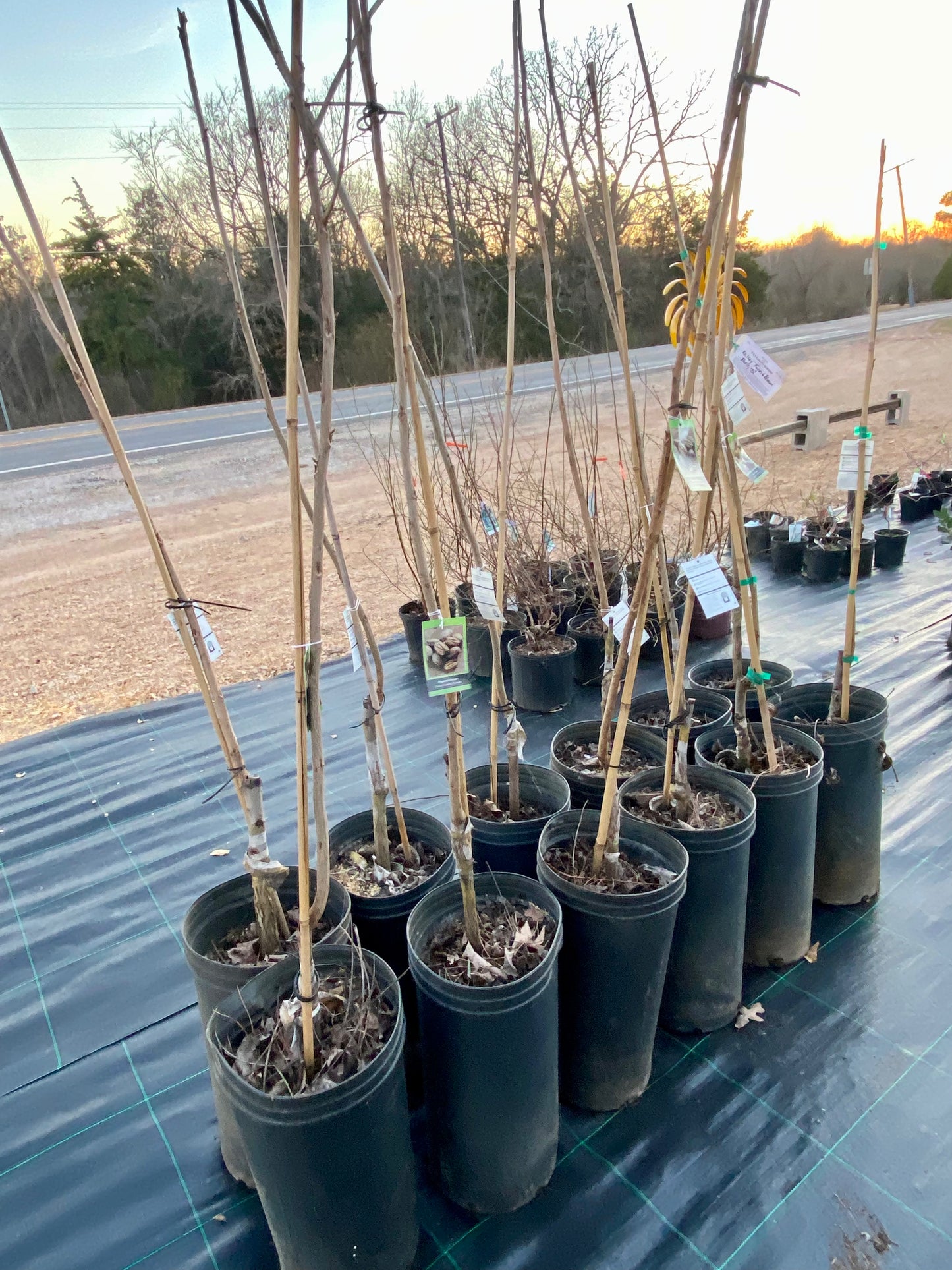 Paper shell Pecan tree