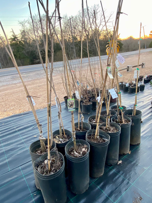 Paper shell Pecan tree