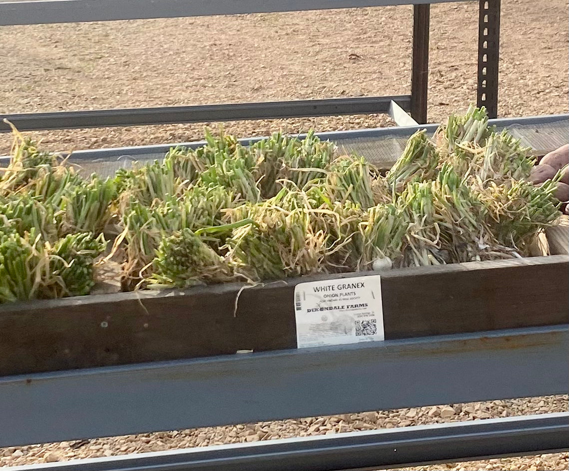 White granex onion plants