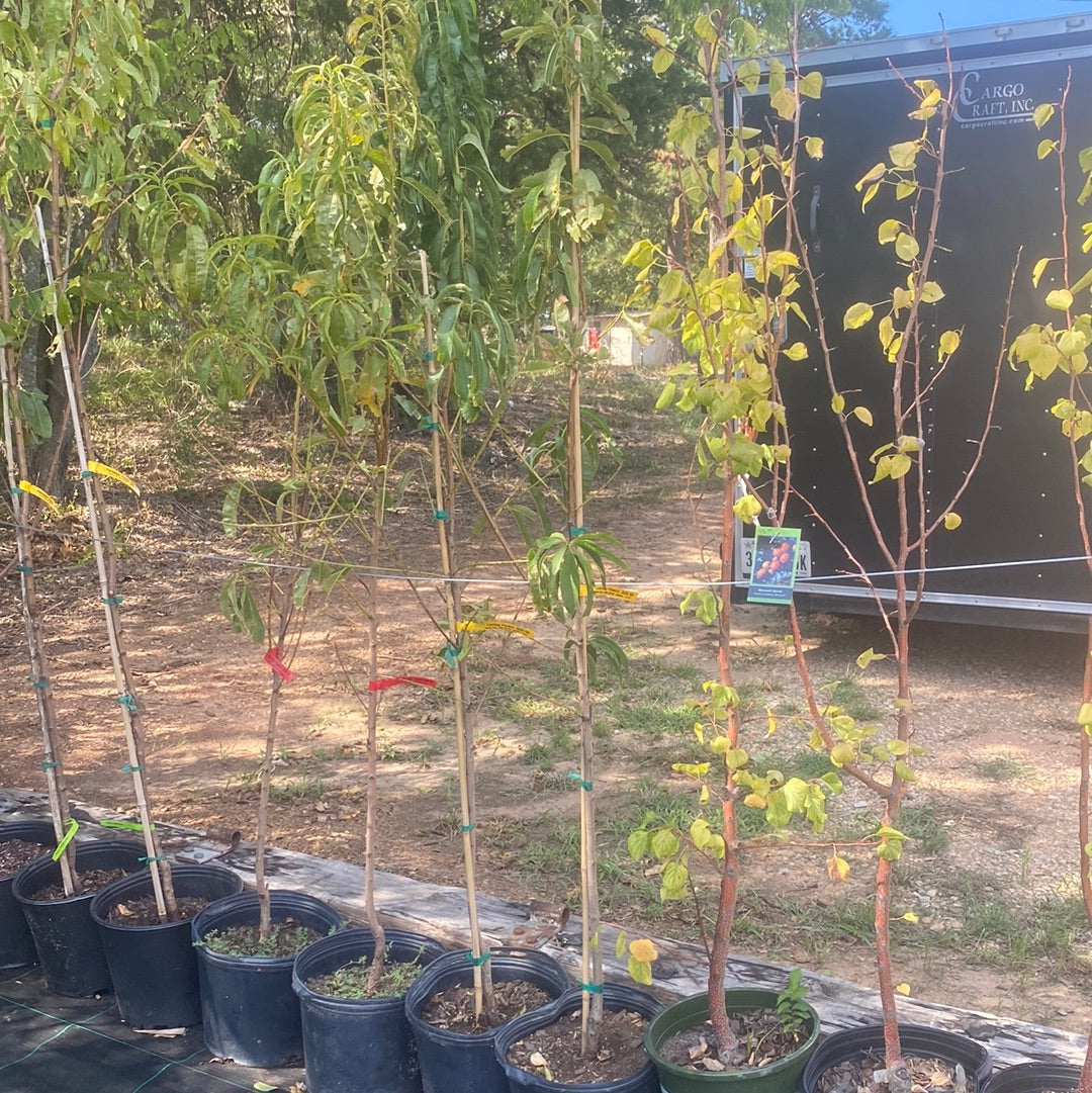 Loring Peach Tree