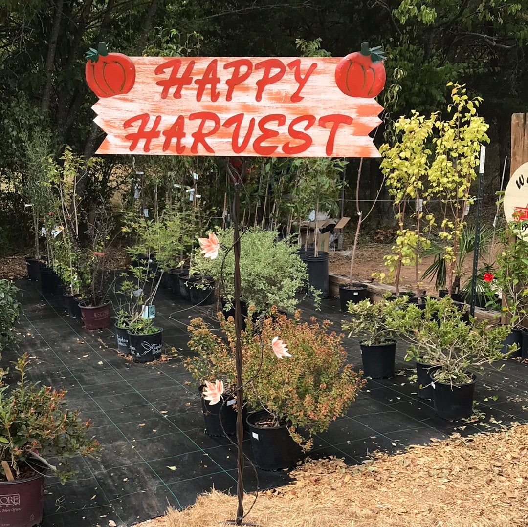 Happy harvest with pumpkin wood sign