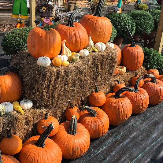 Jack Pumpkin