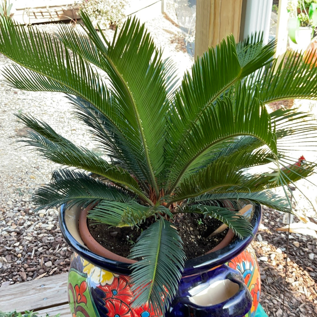 Sago Palm