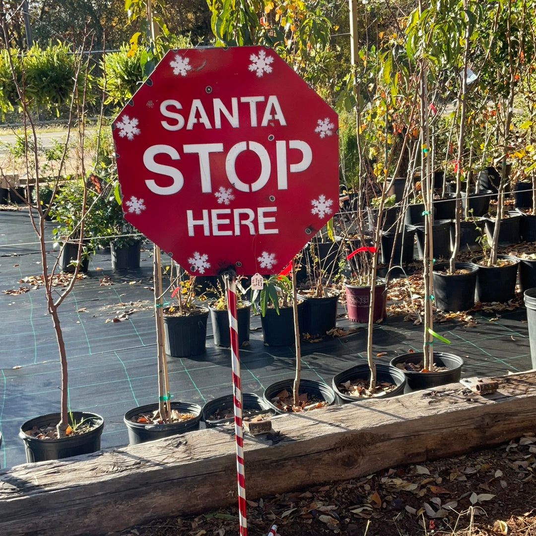 Stop Here Santa sign