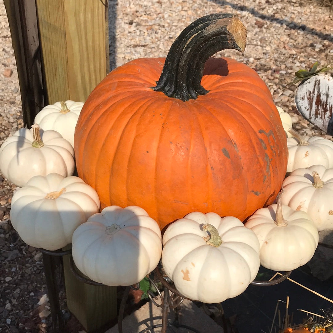 Mini white pumpkin