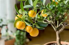 Citrus trees