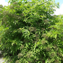 Elderberry